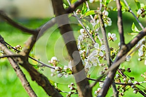 The cherry blossoms in spring in april a beautiful magical sight