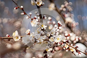 Cherry blossoms in spring. Beautiful bokeh in the background