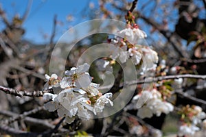 Cherry blossoms in spring photo