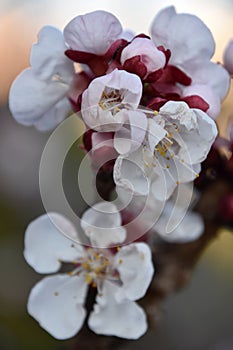 Cherry blossoms spring colors