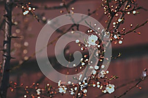 Cherry blossoms, spring garden, beautiful aromatic flowering of trees on a red background