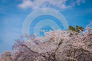Cherry blossoms in spring at Hirosaki Castle