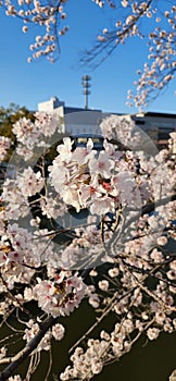 Cherry blossoms is spring in Japan