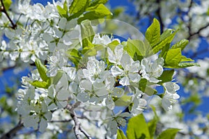 Cherry blossoms in spring in May