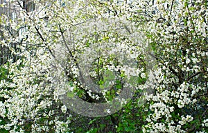 Cherry blossoms in spring, in May. beautiful white flowers on branches, buds, young green fresh leaves. botany, bush