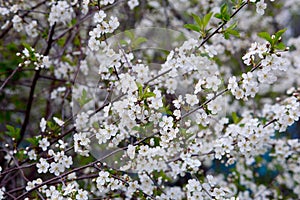 Cherry blossoms in spring, in May. beautiful white flowers on branches, buds, young green fresh leaves. botany, bush
