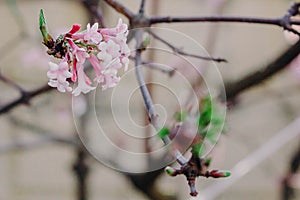 Cherry blossoms in spring in Russia.