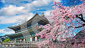 Cherry blossoms in spring, Seoul in Korea photo