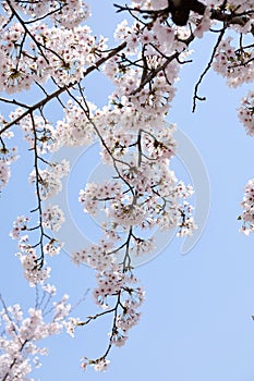 Cherry Blossoms during Spring in Seoul, Korea, Sakura season