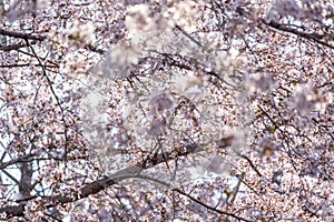 Cherry Blossoms in spring with Soft focus photo