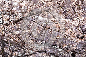 Cherry Blossoms in spring with Soft focus photo