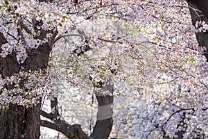 Cherry Blossoms in spring with Soft focus photo