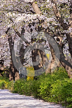 Cherry Blossoms in spring with Soft focus photo