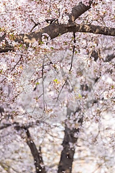 Cherry Blossoms in spring with Soft focus photo