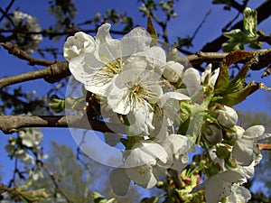 Cherry blossoms in spring time