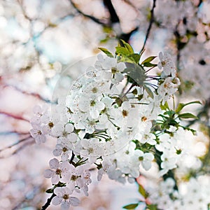 Cherry blossoms. Spring tree. Blooming tree