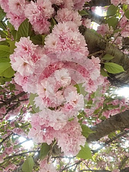 Cherry blossoms in spring in Virginia
