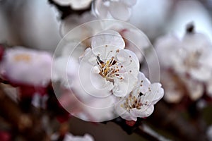 Cherry blossoms in spring