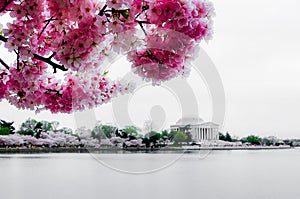 Cherry blossoms in Spring, Washington DC, USA