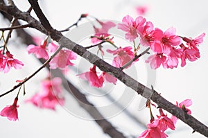 Prunus campanulata, cherry blossom flower, beauty in Nature