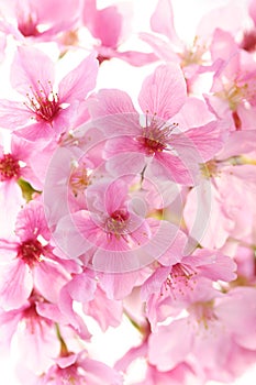 Beautiful spring Cherry blossoms, sakura, flower pink, nature, vertical, Mobile phone wallpaper