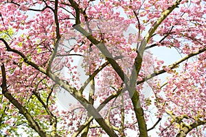 Cherry blossoms in the springtime, blooming cherry tree, season and nature concept