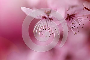 Cherry blossoms in springtime. Cherry pink flowers in close-up on a blurred background. Spring delicate flower