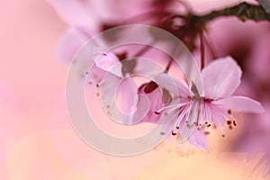 Cherry blossoms in springtime. Cherry pink flowers in close-up on a blurred pink background. Spring delicate flower