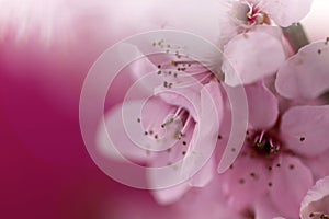 Cherry blossoms in springtime. Cherry pink flowers in close-up on a blurred pink background. Spring flower background in