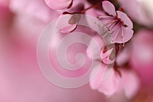 Cherry blossoms in springtime. Cherry pink flowers in close-up on a blurred pink background. Spring flower background in