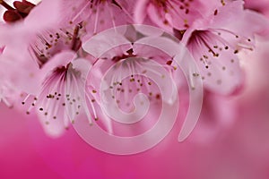 Cherry blossoms in springtime. Cherry pink flowers in close-up on a pink background. Spring delicate flower background