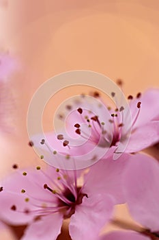 Cherry blossoms in springtime. Cherry pink flowers in close-up . Spring delicate flower background in pastel colors