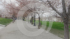 Cherry Blossoms State Capital Salt Lake City Utah 2022