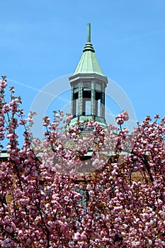 Cherry blossoms and Steeple