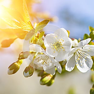 Cherry blossoms and sun on blue sky