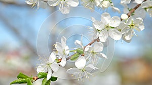 Cherry blossoms on a sunny spring day