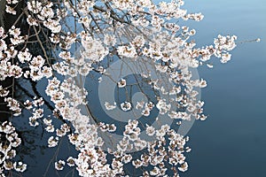 cherry blossoms and surface of Ooka river, Yokohama,