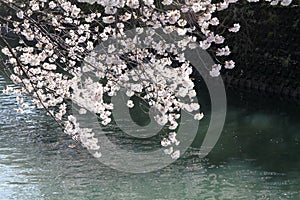 cherry blossoms and surface of Ooka river, Yokohama