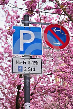 Cherry blossoms surround parking signs