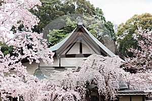 Cherry Blossoms Surround a Temple in Nara