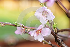 Beautiful cherry blossom in spring time with bokeh background