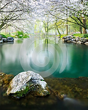 Cherry blossoms in taiziwan park, hangzhou