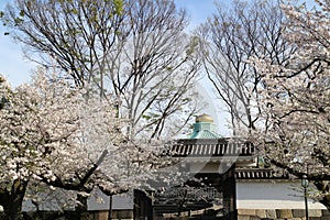 Cherry blossoms and Tayasu Gate of Edo Castle in Tokyo, Japan photo