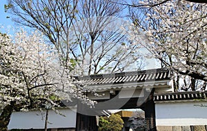 Cherry blossoms and Tayasu Gate of Edo Castle in Tokyo, Japan photo