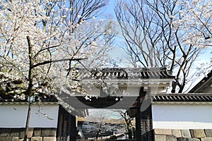 Cherry blossoms and Tayasu Gate of Edo Castle in Tokyo, Japan photo