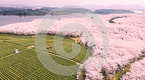 The Cherry blossoms and Tea Gardens in spring