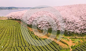 The Cherry blossoms and Tea gardens in springtea