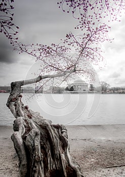 Cherry blossoms at the Tidal Basin