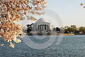 Cherry Blossoms at the Tidal Basin