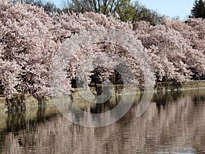 Cherry Blossoms at the Tidal Basin